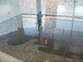 ConcreteArtisans.com ICF Fox Studios Australia