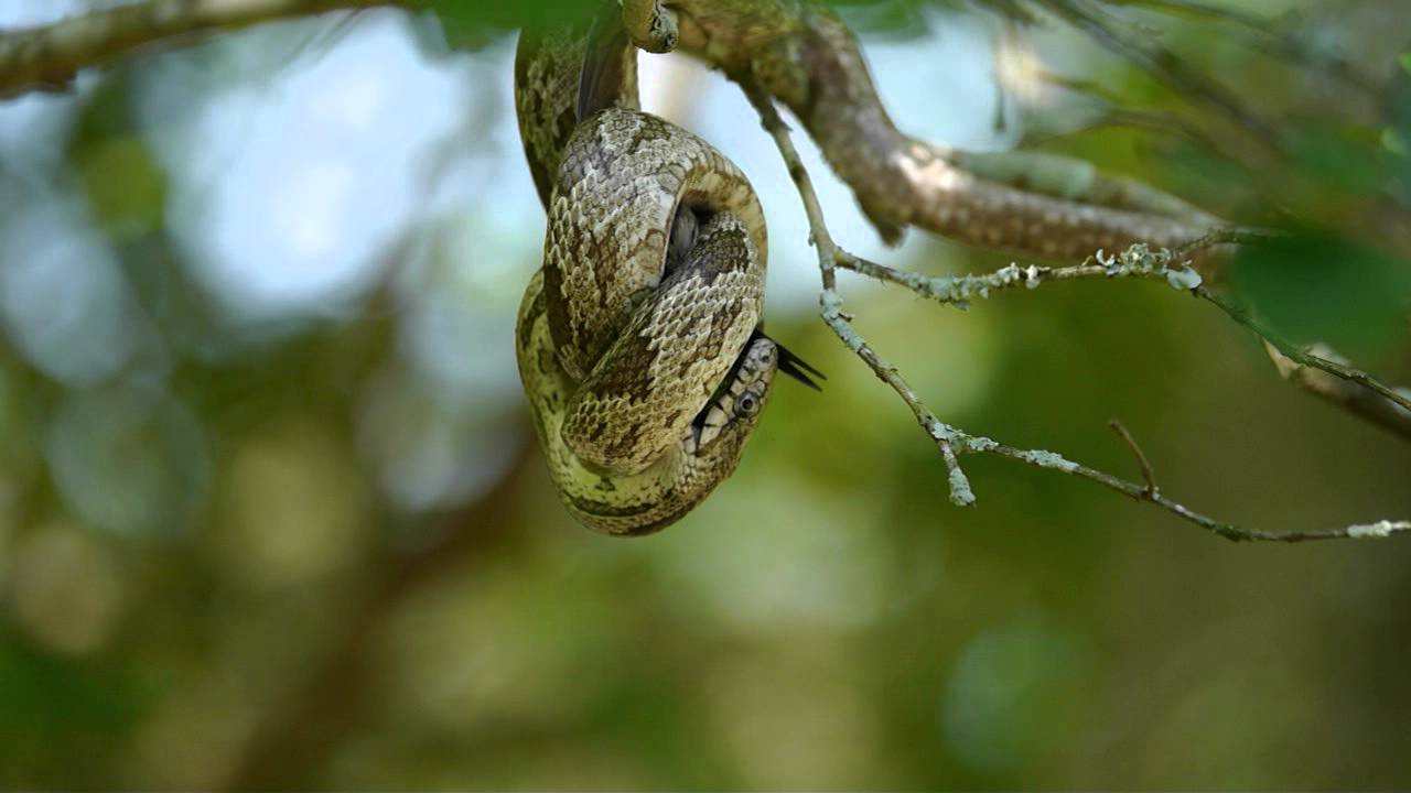 oak snake eats hummingbird youtube oak snake eats hummingbird youtube