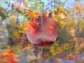 Trailer Elixir: het video-organisme van Pipilotti Rist in Museum Boijmans Van Beuningen