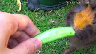 Guinea Pigs Eating Cucumber ♥ ♥ ♥