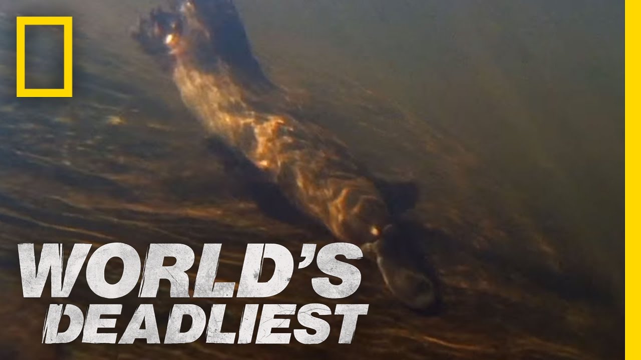 World's Deadliest - Platypus Hunts with "Sixth Sense" - YouTube