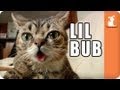 Lil Bub - Meme'd
