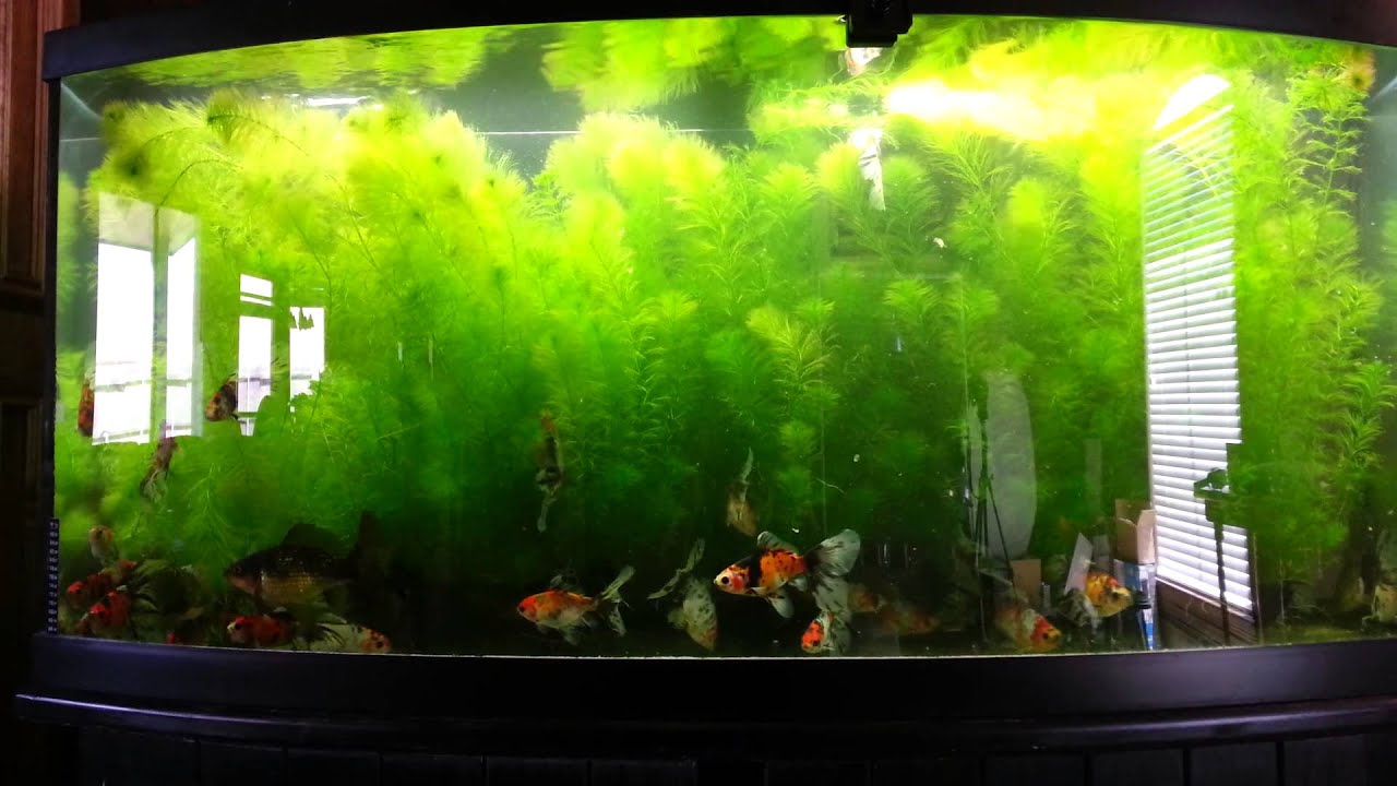 Planted Bristol Shubunkin Goldfish tank - YouTube