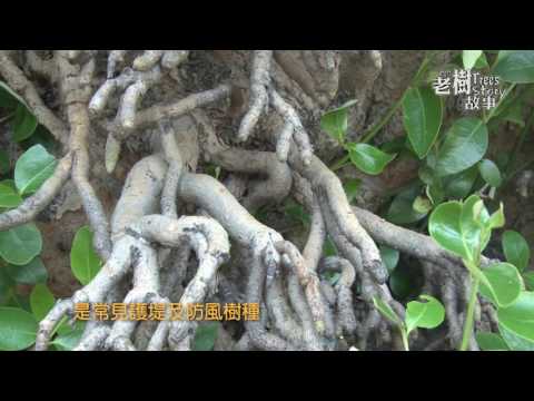 高雄市8棵百年老樹故事-海茄苳(影片長度:3分26秒) 高雄市8棵百年老樹故事-海茄苳(影片長度:3分26秒)