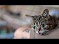 THIS IS A REALLY CUTE VIDEO (featuring BUB SOUNDS)