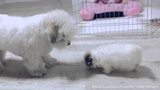 단추와 꼬맹이 (대도서관네 강아지들) Coton de Tulear