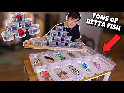 Rescuing SICK BETTA FISH From Pet Store... (SO MANY)