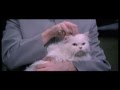 Movie Cat - Mr Bigglesworth gets upset