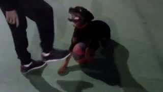 Rottweiler vs Pitbull Fight