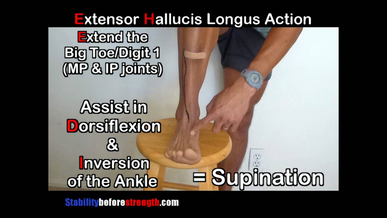 Extensor Hallucis Longus Muscle Anatomy of the Lower Leg 3/12 Extensor