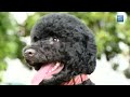 Introducing the Newest Obama - Sunny
