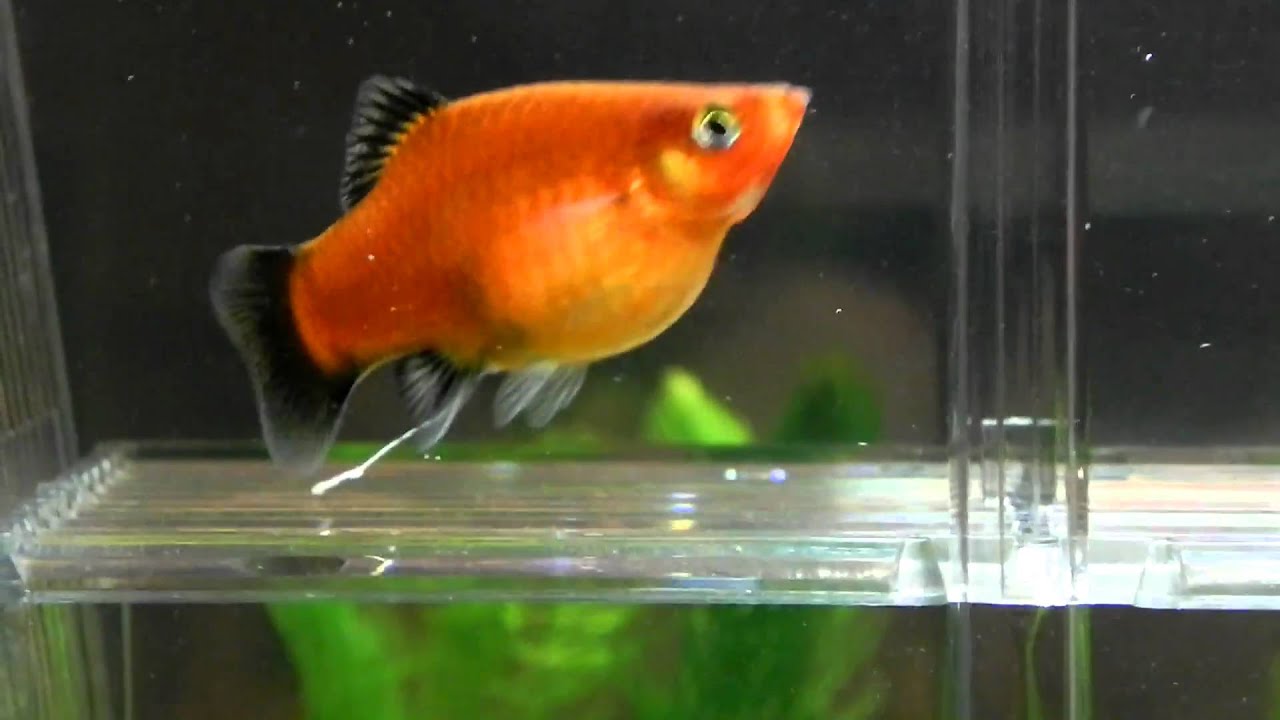 Red Platy Pregnant 113