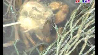 Video | CHĂN NUÔI mô hình nuôi lươn | CHAN NUOI mo hinh nuoi luon