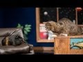 Lil BUB's Big SHOW Episode 2: Featuring Little Prince
