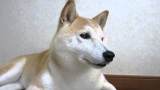 柴犬のチコチコ動画日記 #97