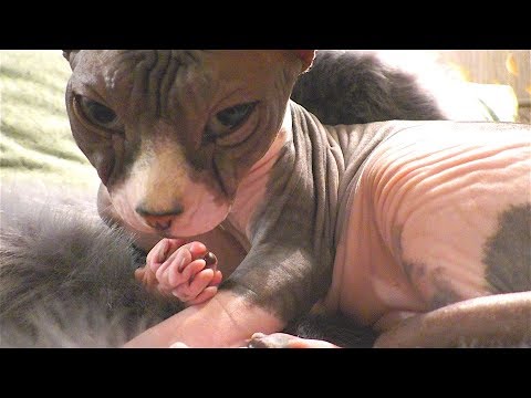 ASMR grooming cat (sphynx) #9 #groomingcat #groomingsphynx