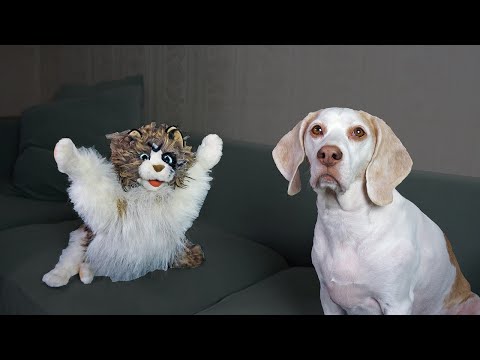 Dog vs Zombie Cat Prank! Funny Dogs Maymo & Potpie Zombie Cat Pranks