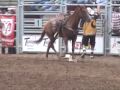 Rodeo Horse Fatally Gored by Bull at High School Rodeo
