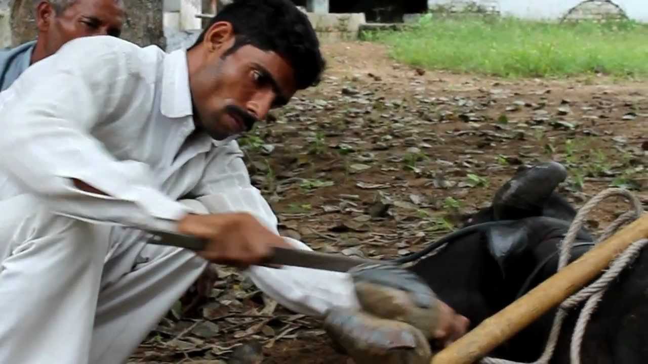 Essay Of Animal Cruelty