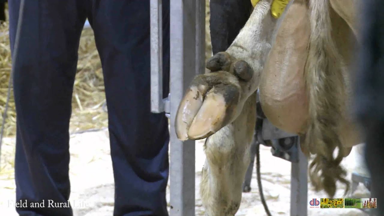 Hoof Care for Cows YouTube