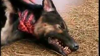 Zombie Dog