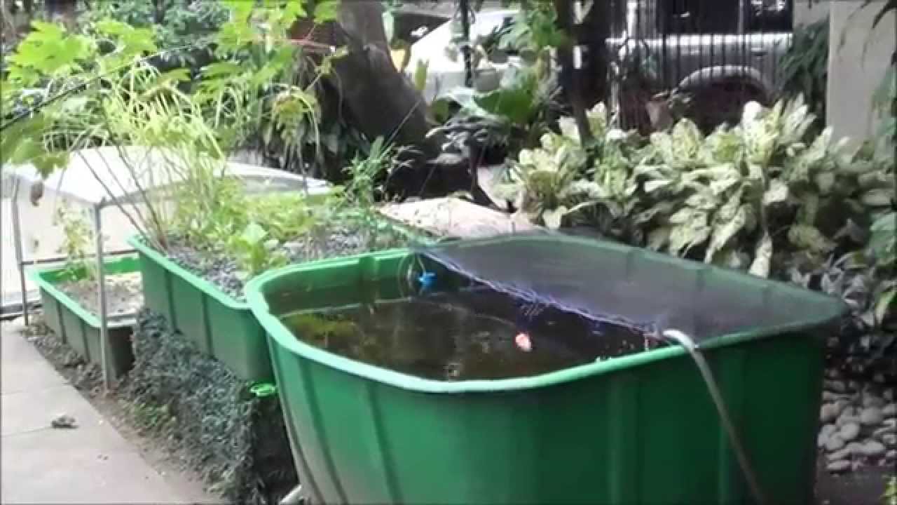 How to Fish in your AP system, Aquaponics Philippines, February 2012 