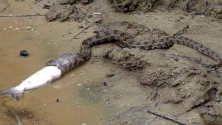 Snake Snack