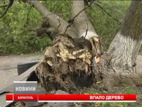 У Борисполі по вулиці Ленінградська на машину впало дерево