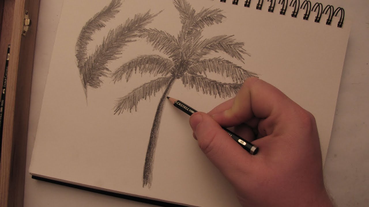 How to Draw a Palm Tree in Pencil - YouTube