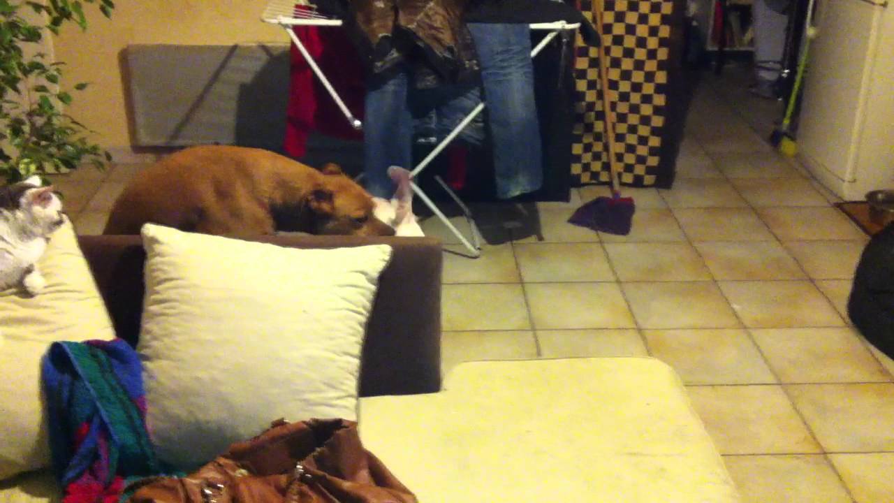 Bebe dogue Argentin 4 mois et Croisé Staff boxer 5 ans Bebe dogue Argentin 4 mois et Croisé Staff boxer 5 ans