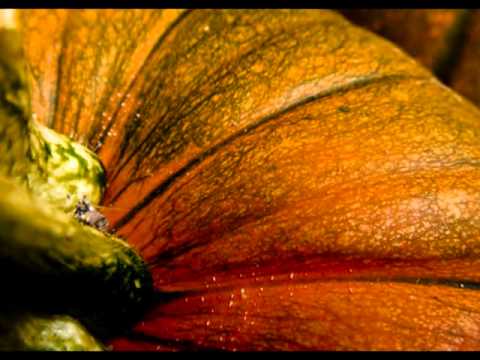 'Life Cycle of a Pumpkin!' on ViewPure