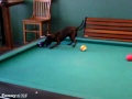 Chihuahua jugando al billar