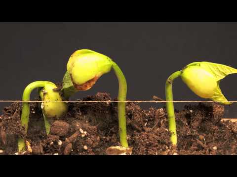 'Lima Bean Time Lapse' on ViewPure