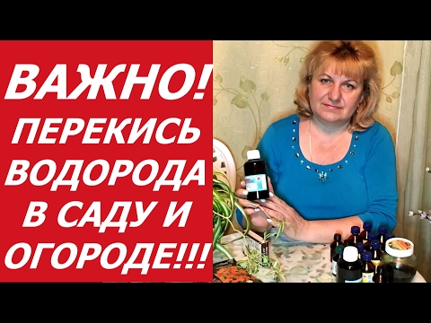 Если вытягивается рассада баклажан что делать Если вытягивается рассада баклажан что делать