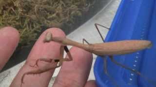 My Lovely Praying Mantis 「My mantis loves meat!!」 肉を貪るカマキリ！！