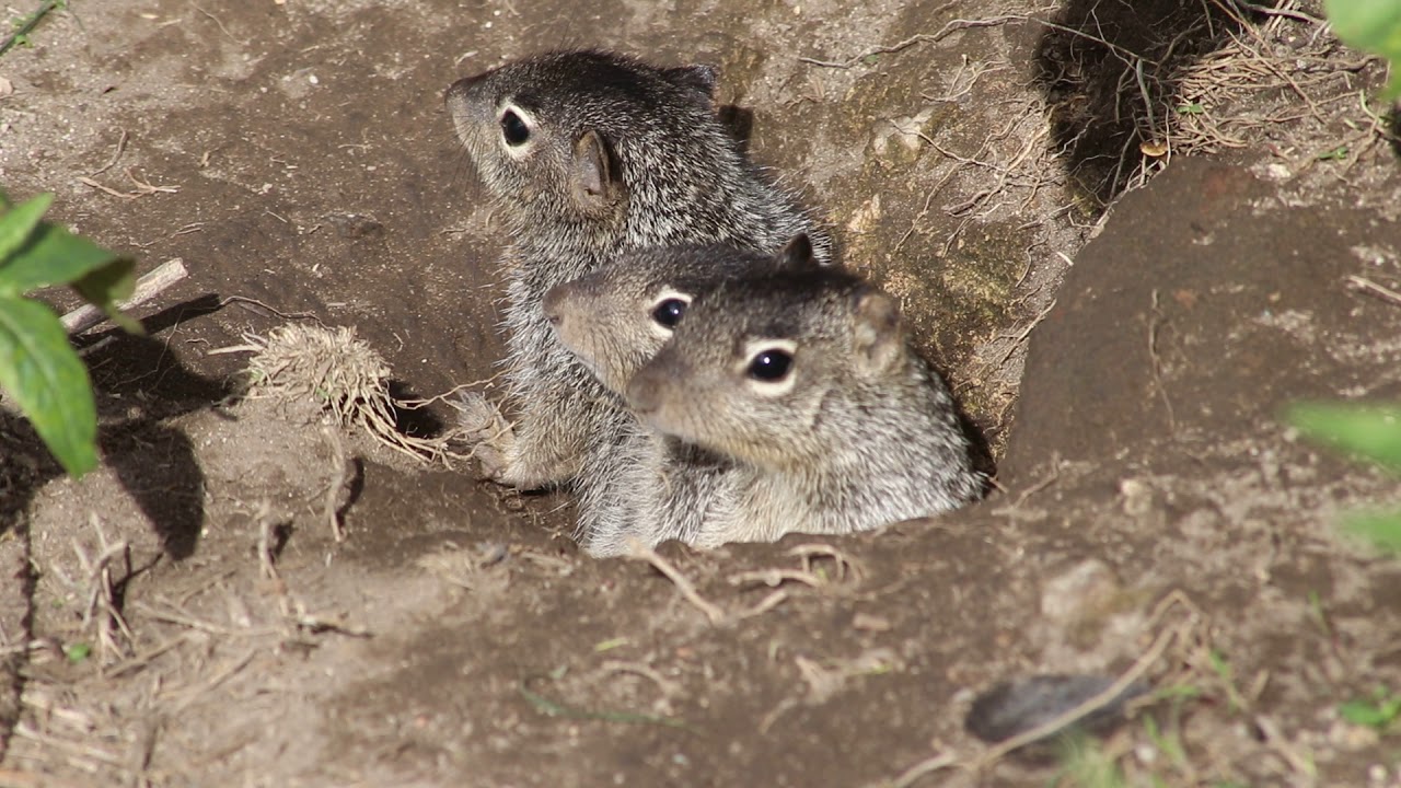 44+ Ardilla En Ingles Squirrel Photos