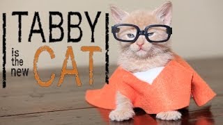 Orange is the New Black (Cute Kitten Parody)