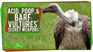 Acid, Poop, and Barf: Vultures' Secret Weapons