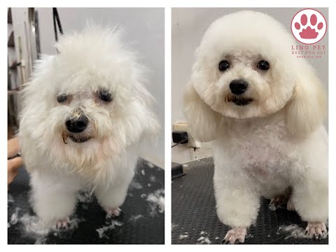 Cắt tỉa lông cho Poodle cực dễ thương / How to grooming for poodle?