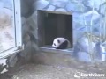 2013-11-20 Panda Cub Public Debut ~ Mei Lun