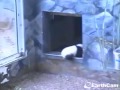 2013-11-20 Panda Cub Public Debut ~ Mei Lun