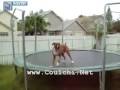 drole Chien sur une  trampoline