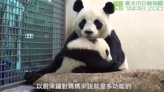 圓圓的床回來了 Giant Panda Yuan Yuan And Yuan Zai's New Bed