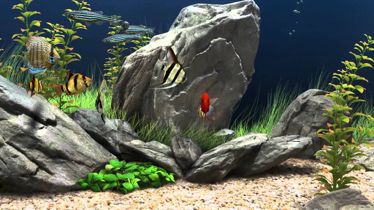 Aquario _3D_para PC_Ahora en HD 1080p.- [SCREENSAVER] - YouTube