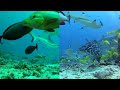 GOPRO vs new SRP and Backscatter RED FILTERS for DIVE HOUSING
