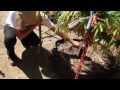 Jorge Cervantes: Lake County Outdoor Garden 2011 (Part 1)