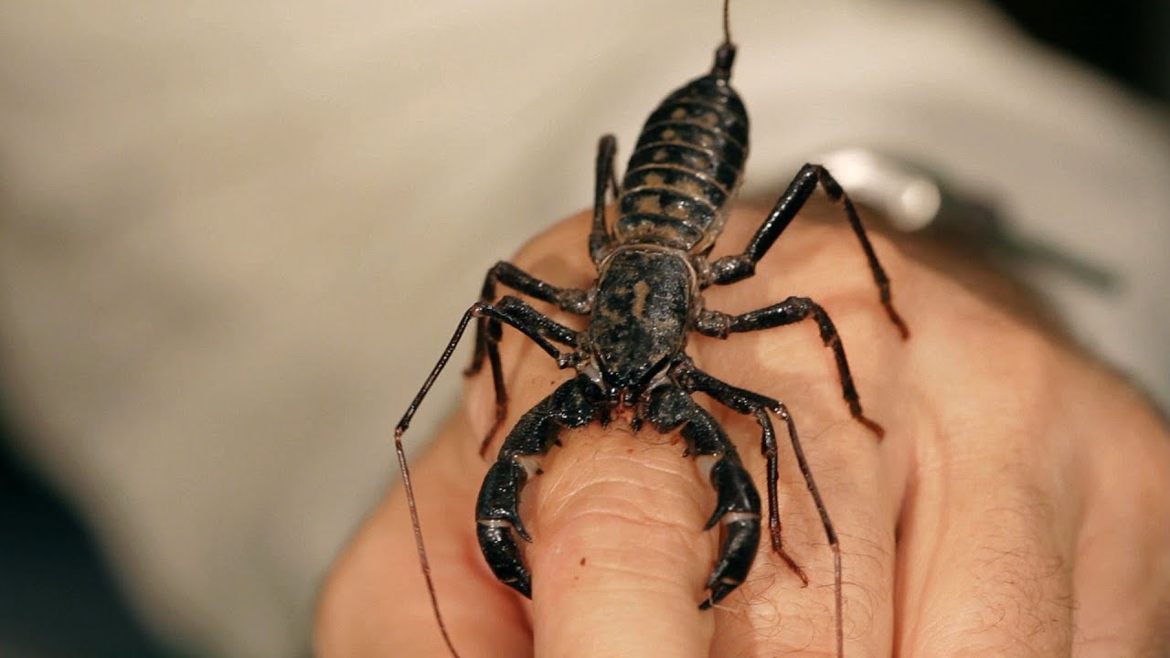 6 Vinegarroon Scorpion Facts & Care Tips | Pet Tarantulas - YouTube