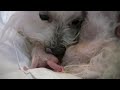 Thumbnail 1 for Puppy Born Feet First! (Breech Birth) Thumbnail 1 for Puppy Born Feet First! (Breech Birth)