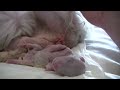 Thumbnail 2 for Puppy Born Feet First! (Breech Birth) Thumbnail 2 for Puppy Born Feet First! (Breech Birth)