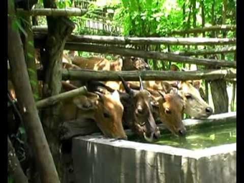 Sapi Bali - YouTube